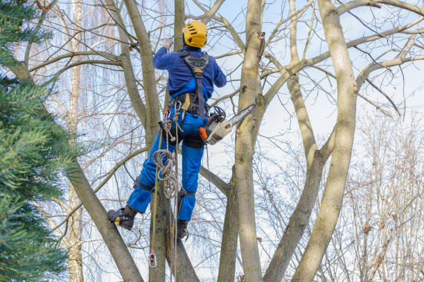 Best Firewood Processing and Delivery  in Boaz, WV