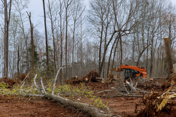 How Our Tree Care Process Works  in  Boaz, WV